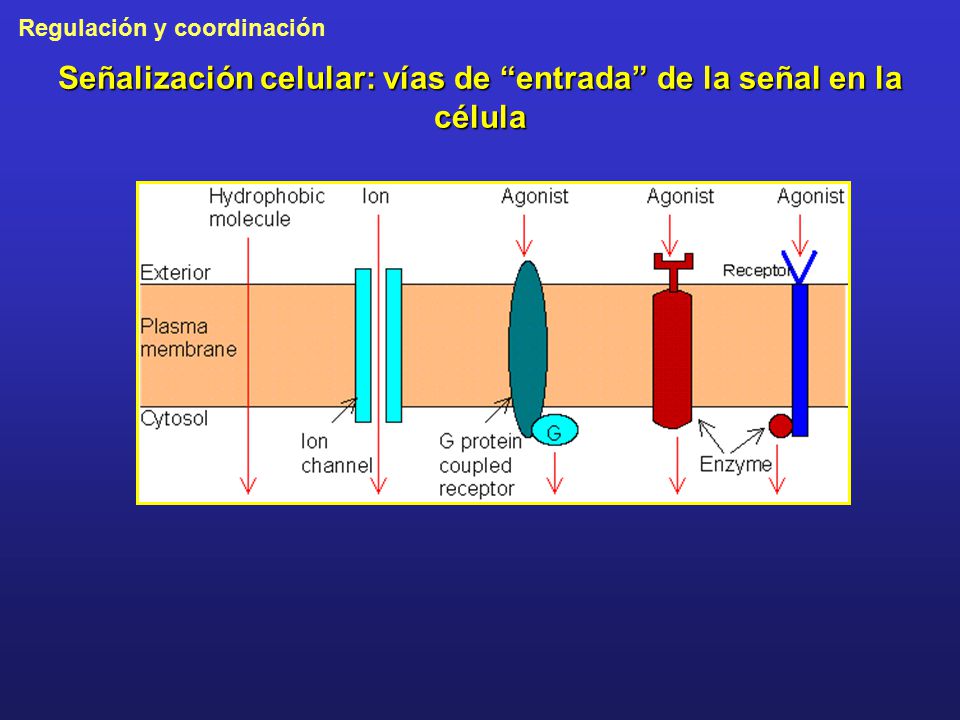 Señalización celular: vías de entrada de la señal en la célula