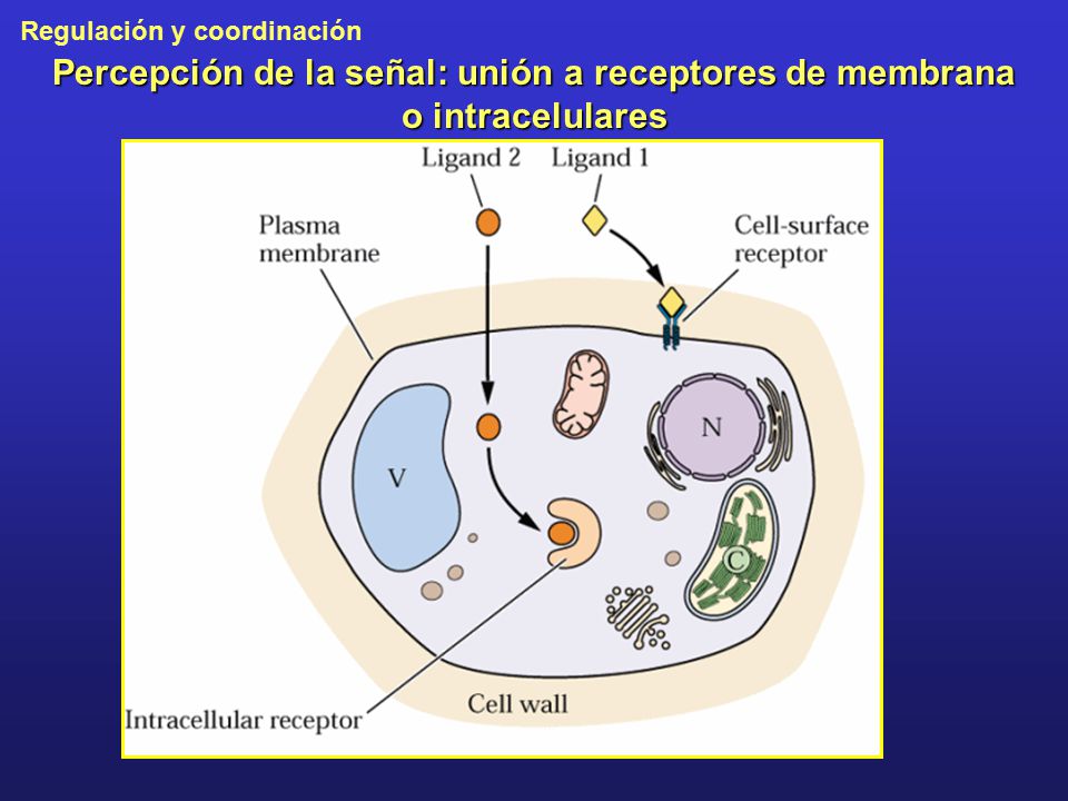 Percepción de la señal: unión a receptores de membrana o intracelulares