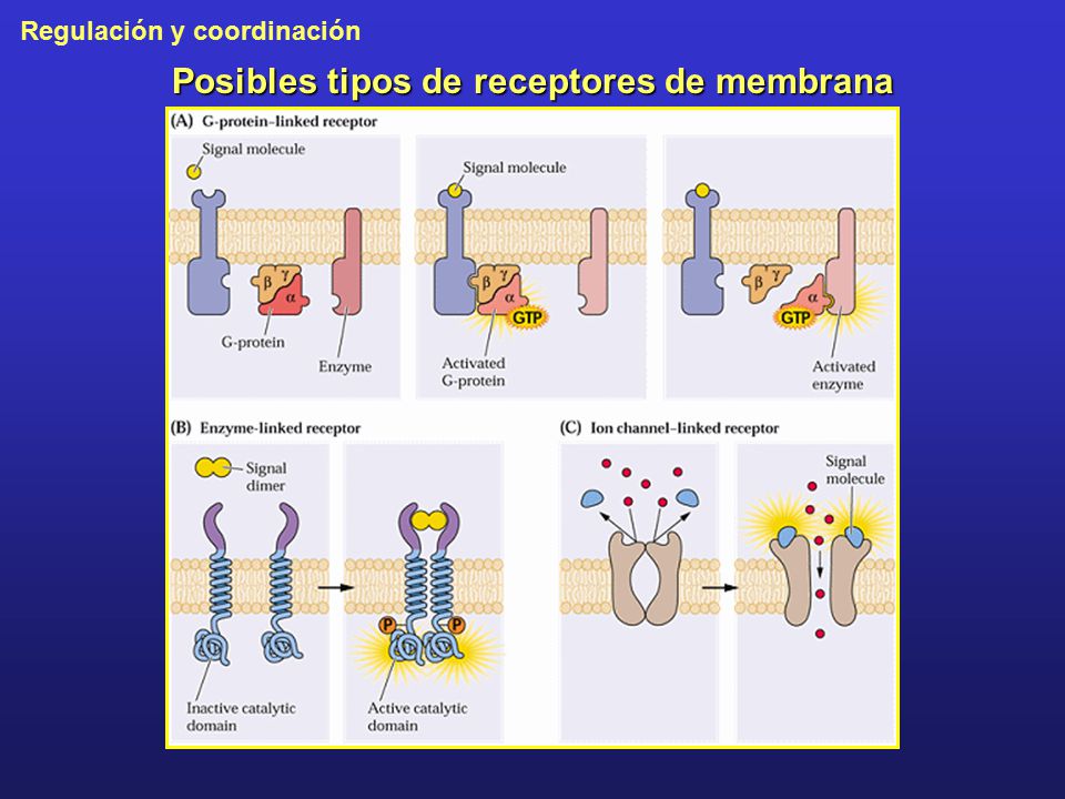 Posibles tipos de receptores de membrana