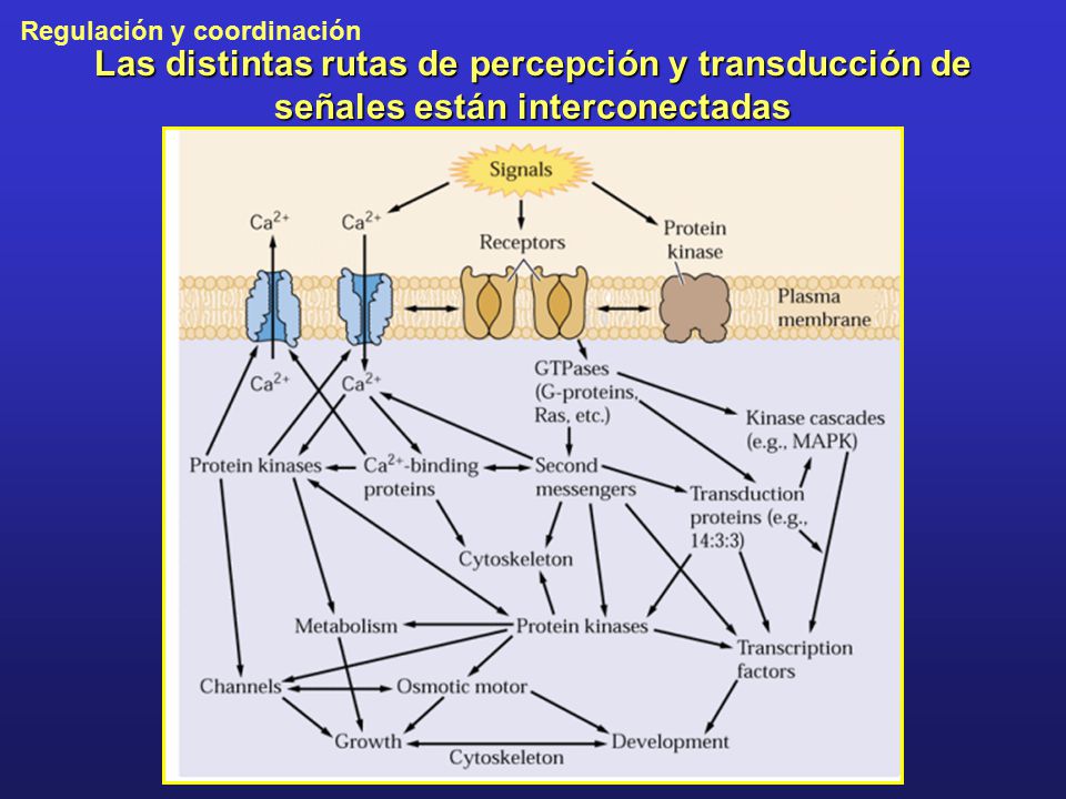 Las distintas rutas de percepción y transducción de señales están interconectadas