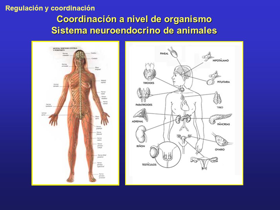 Coordinación a nivel de organismo Sistema neuroendocrino de animales