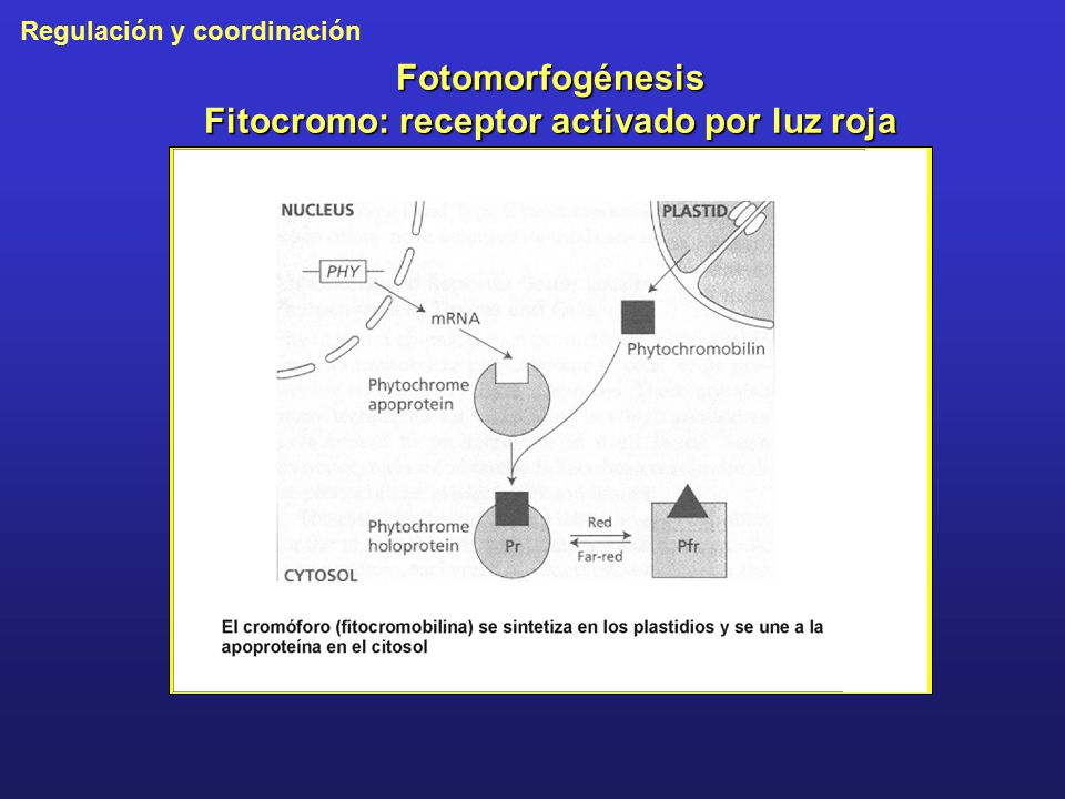Fotomorfogénesis Fitocromo: receptor activado por luz roja