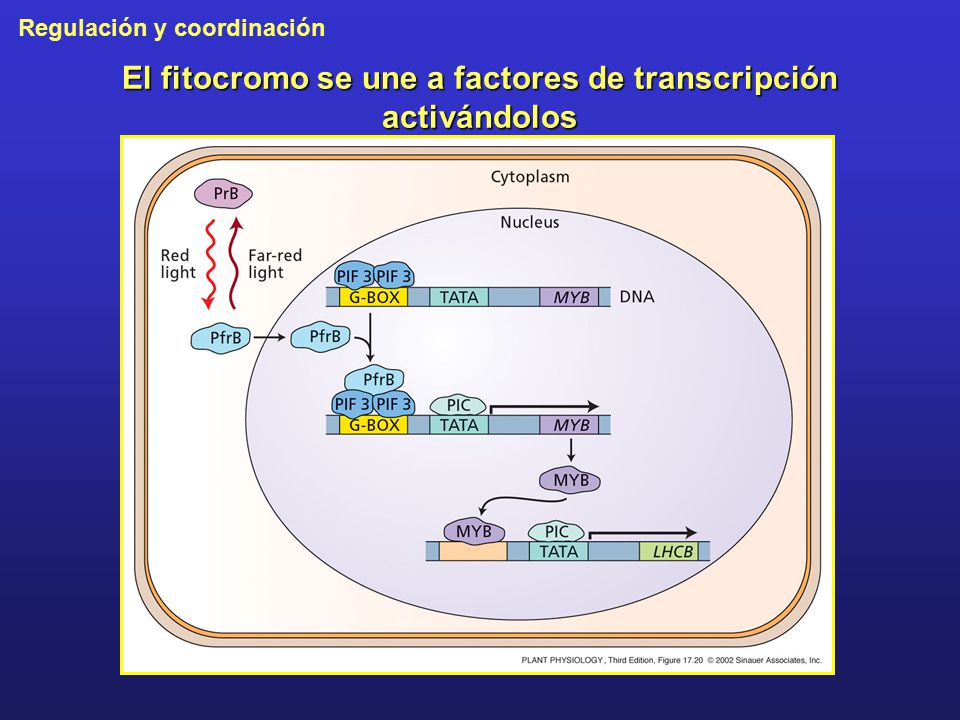 El fitocromo se une a factores de transcripción activándolos