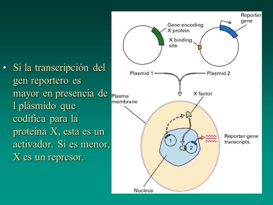 Si la transcripción del gen reportero es mayor en presencia de l plásmido que codifica para la proteína X, esta es un activador. Si es menor, X es un represor.