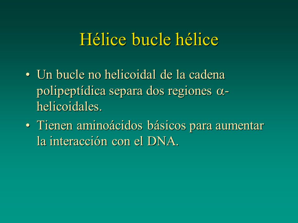 Hélice bucle hélice Un bucle no helicoidal de la cadena polipeptídica separa dos regiones a-helicoidales.