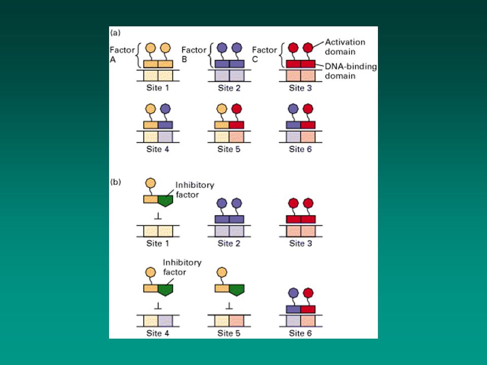 Figure Combinatorial possibilities due to formation of heterodimeric transcription factors.