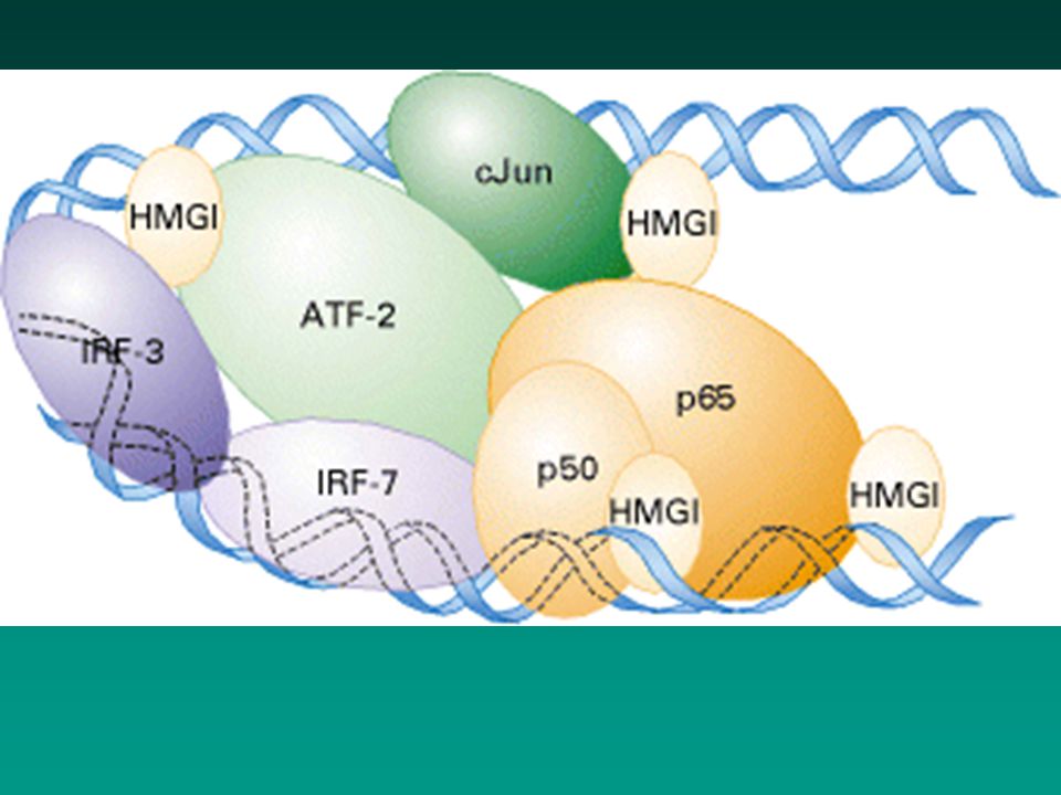Figure Model of the enhancesome that forms on the β-interferon enhancer.