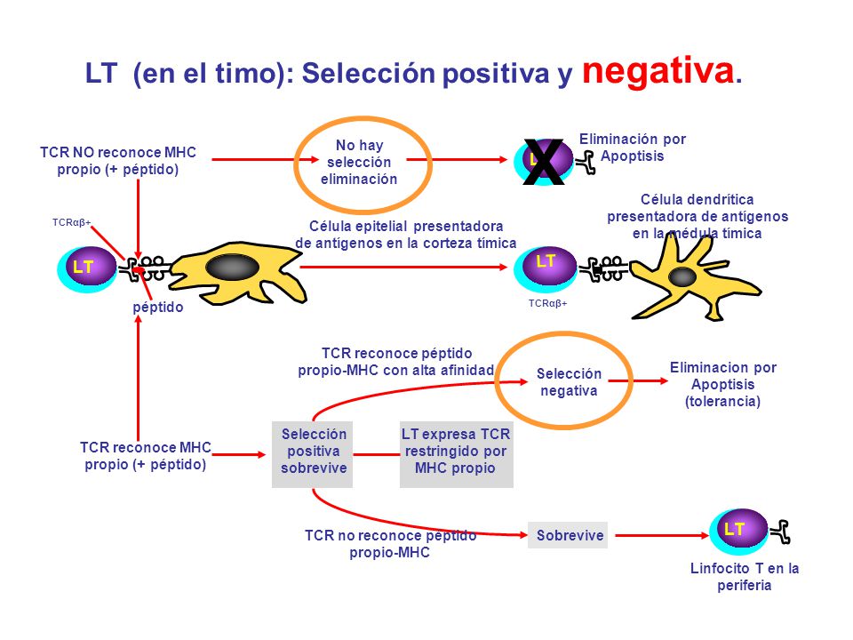 X LT (en el timo): Selección positiva y negativa. LT LT LT LT