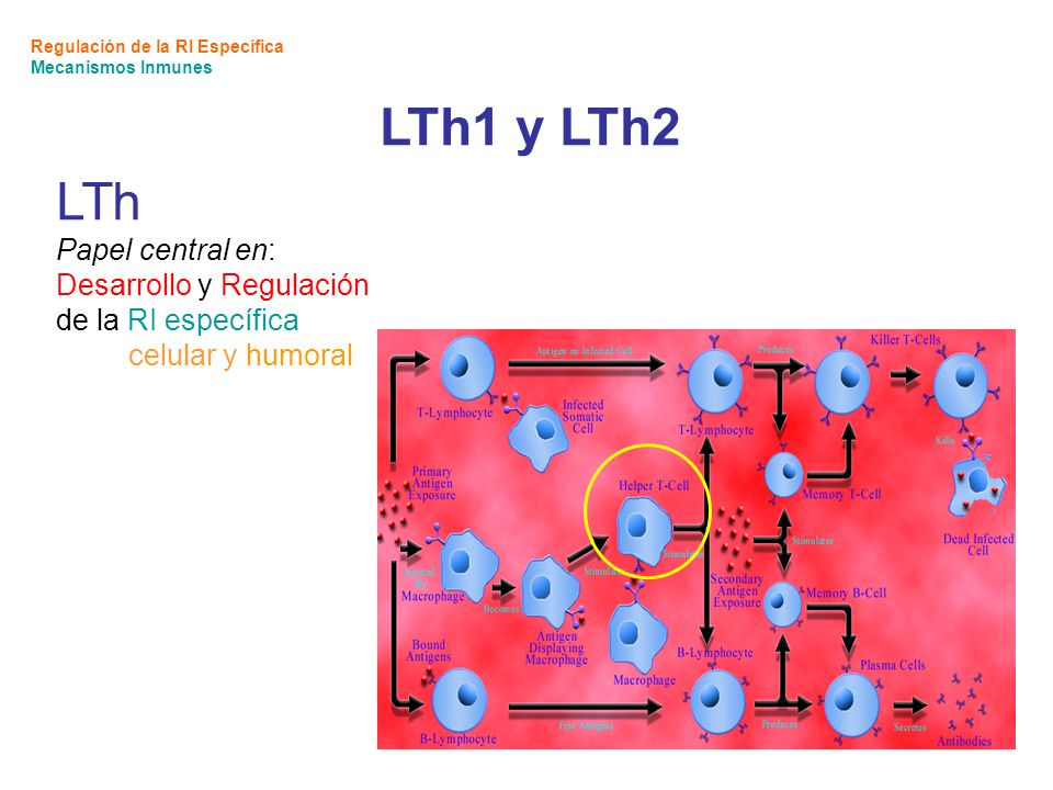 LTh1 y LTh2 LTh Papel central en: Desarrollo y Regulación