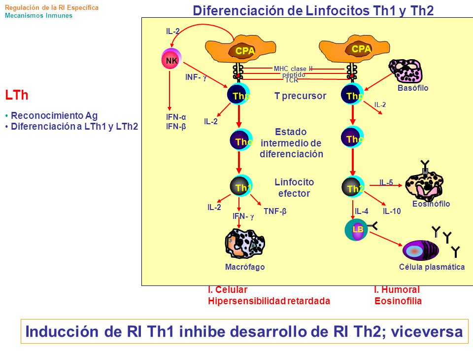 Inducción de RI Th1 inhibe desarrollo de RI Th2; viceversa