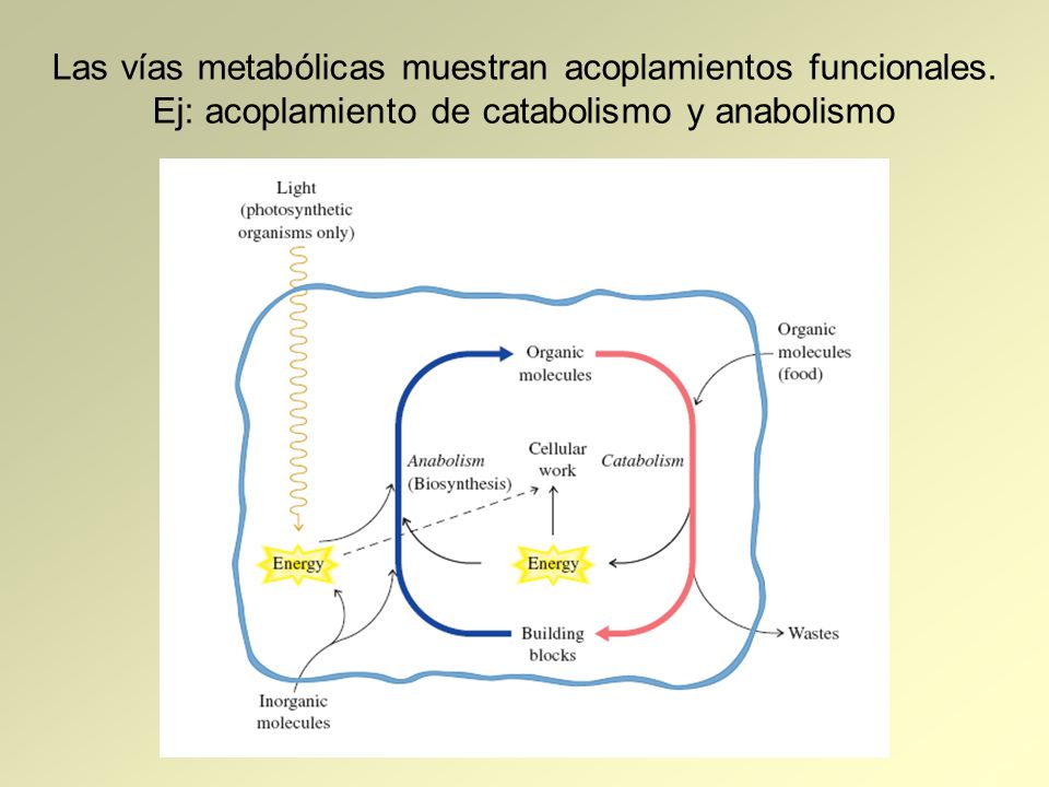 Las vías metabólicas muestran acoplamientos funcionales