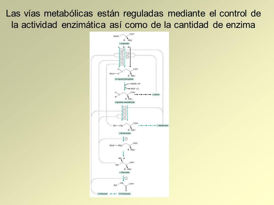 Las vías metabólicas están reguladas mediante el control de la actividad enzimática así como de la cantidad de enzima