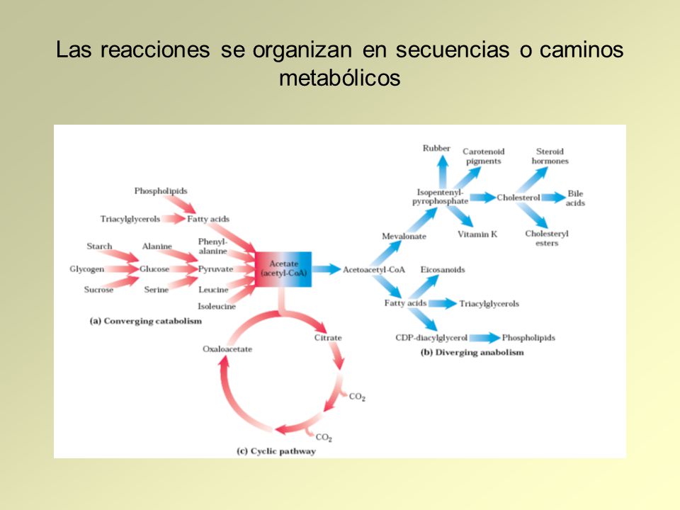 Las reacciones se organizan en secuencias o caminos metabólicos