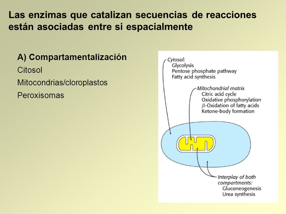 Las enzimas que catalizan secuencias de reacciones están asociadas entre si espacialmente