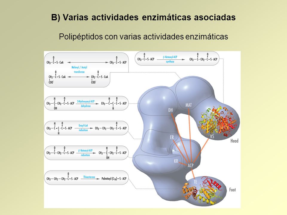 B) Varias actividades enzimáticas asociadas Polipéptidos con varias actividades enzimáticas