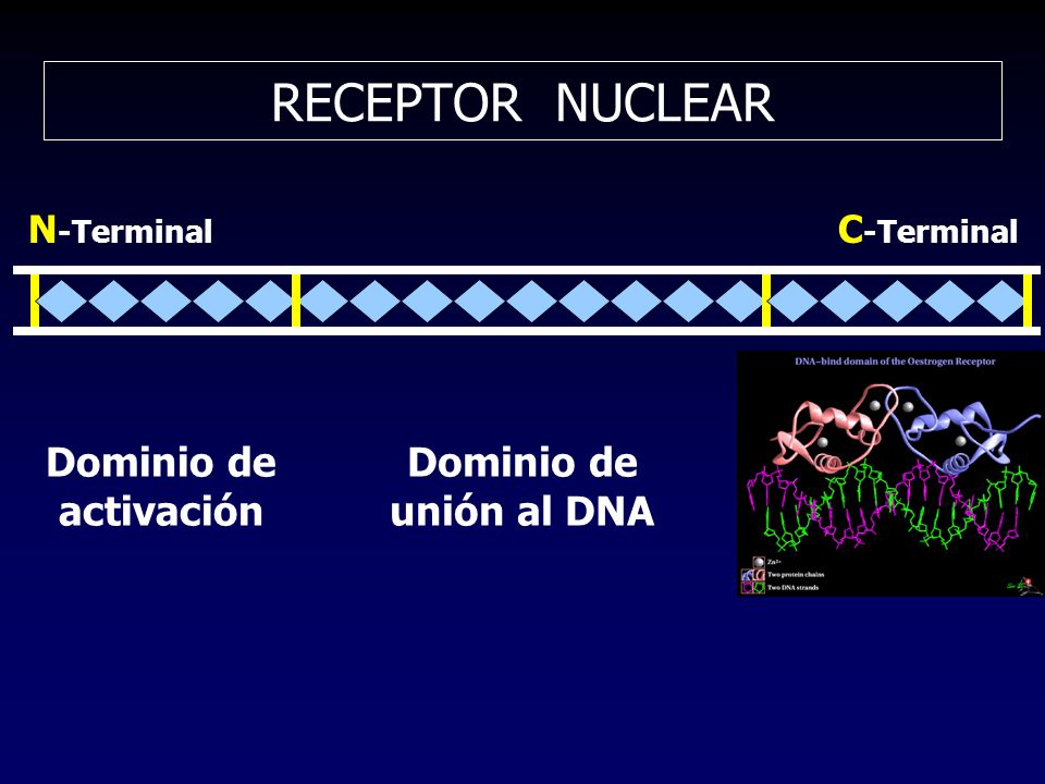 RECEPTOR NUCLEAR Dominio de activación Dominio de unión al DNA