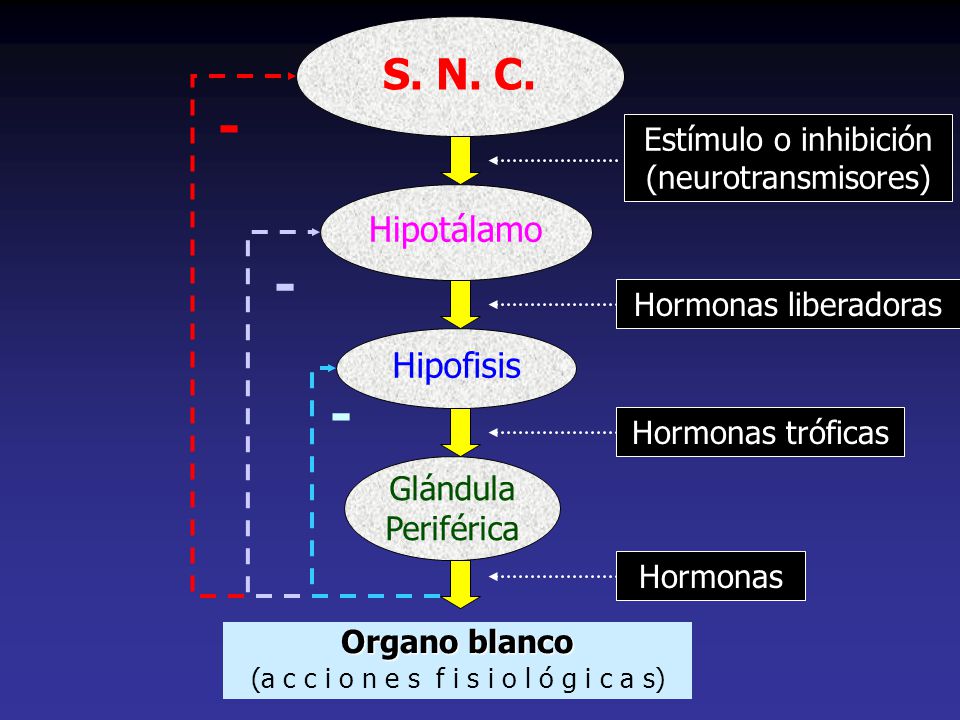 - - - S. N. C. Hipotálamo Hipofisis Glándula Periférica