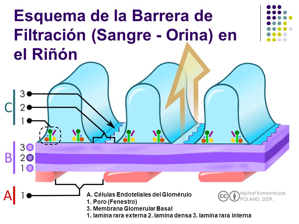 Esquema de la Barrera de Filtración (Sangre - Orina) en el Riñón