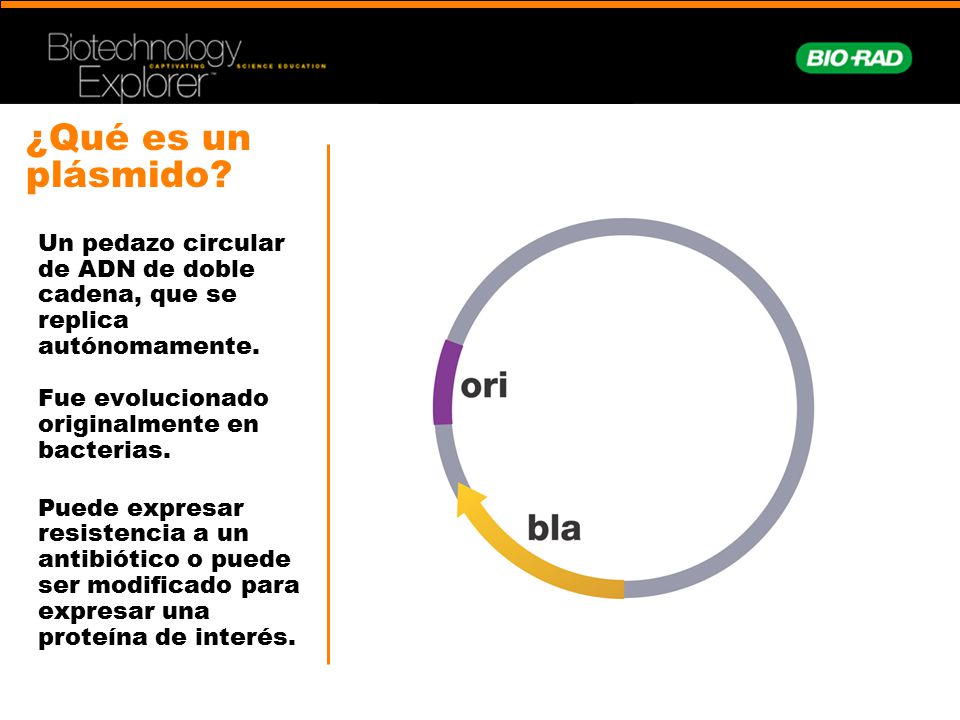 ¿Qué es un plásmido Un pedazo circular de ADN de doble cadena, que se replica autónomamente. Fue evolucionado.