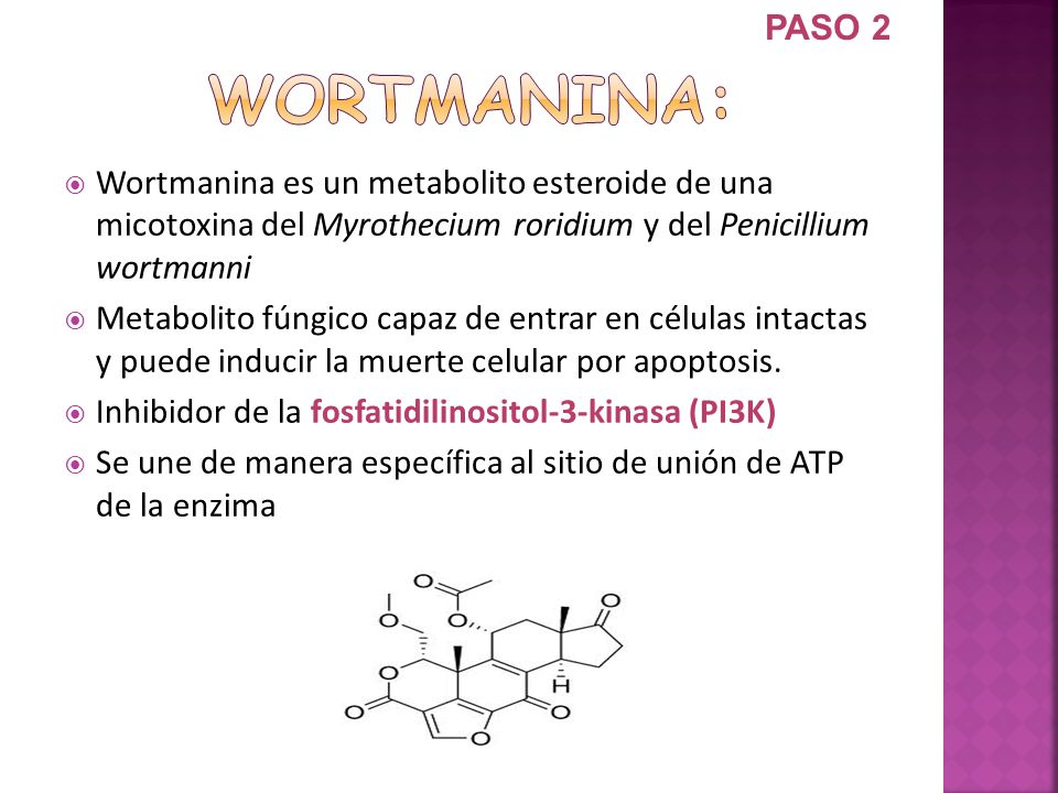 PASO 2 Wortmanina: Wortmanina es un metabolito esteroide de una micotoxina del Myrothecium roridium y del Penicillium wortmanni.
