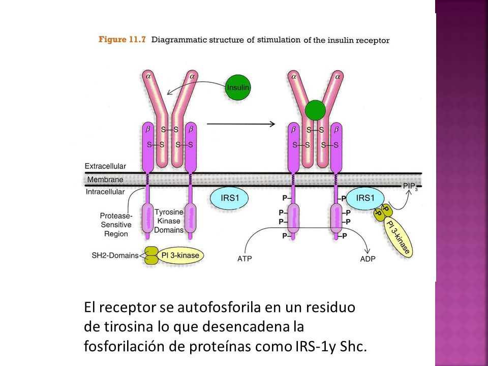 El receptor se autofosforila en un residuo de tirosina lo que desencadena la fosforilación de proteínas como IRS-1y Shc.