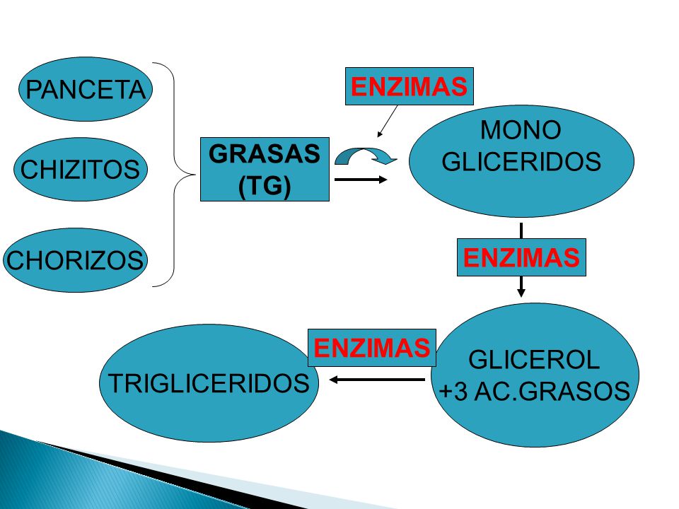 PANCETA ENZIMAS. MONO. GLICERIDOS. CHIZITOS. GRASAS. (TG) CHORIZOS. ENZIMAS. GLICEROL. +3 AC.GRASOS.