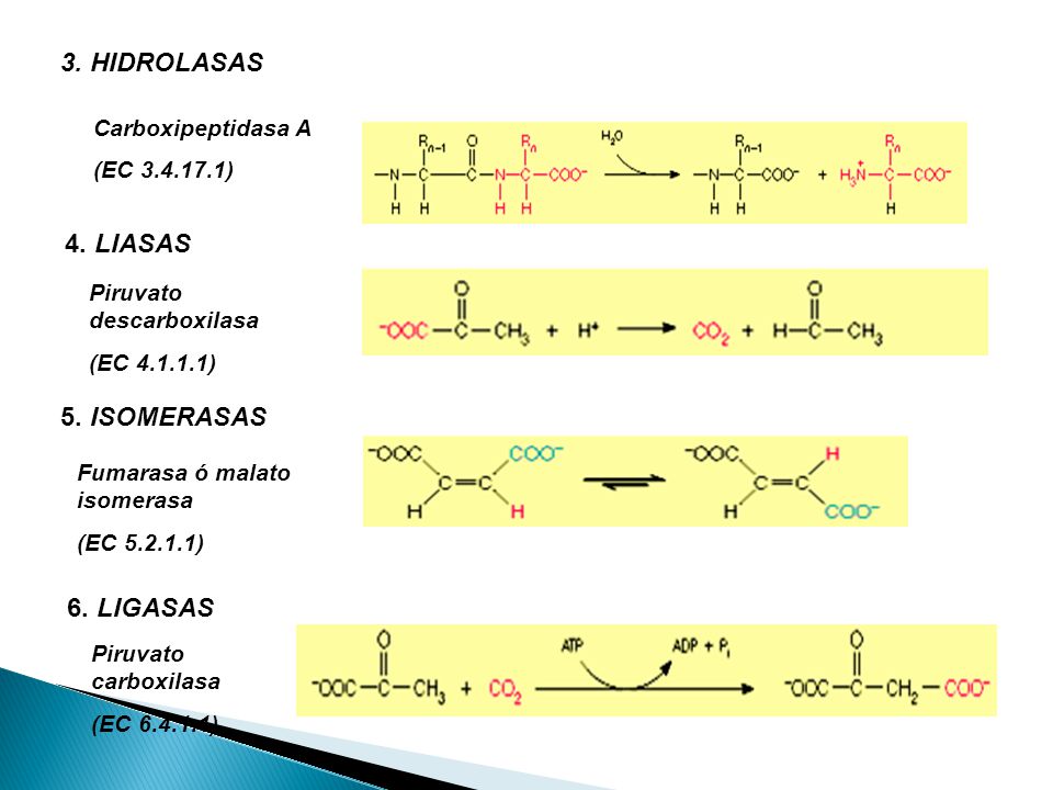 3. HIDROLASAS 4. LIASAS 5. ISOMERASAS 6. LIGASAS Carboxipeptidasa A