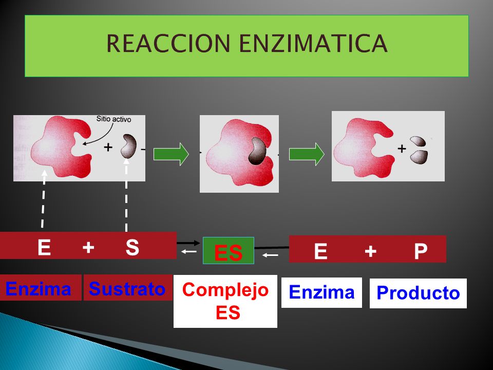 REACCION ENZIMATICA E + S E + P Sustrato Enzima Complejo ES Enzima