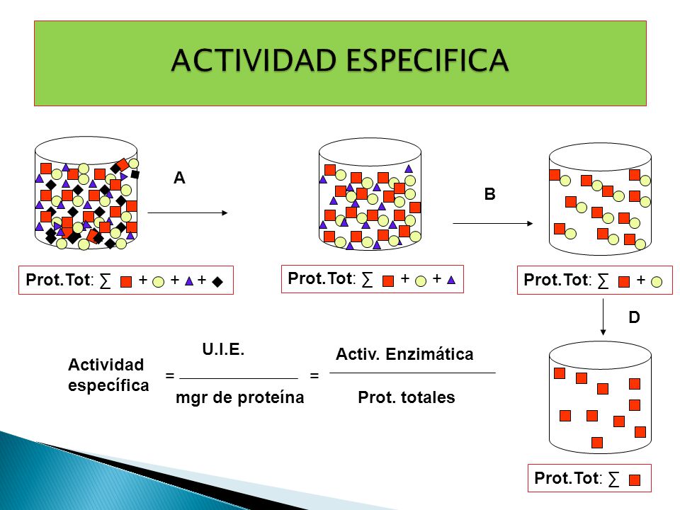 ACTIVIDAD ESPECIFICA A B + Prot.Tot: ∑ + Prot.Tot: ∑ + Prot.Tot: ∑ D