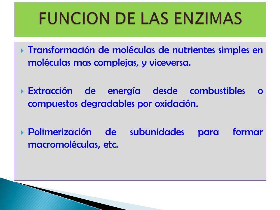 FUNCION DE LAS ENZIMAS Transformación de moléculas de nutrientes simples en moléculas mas complejas, y viceversa.
