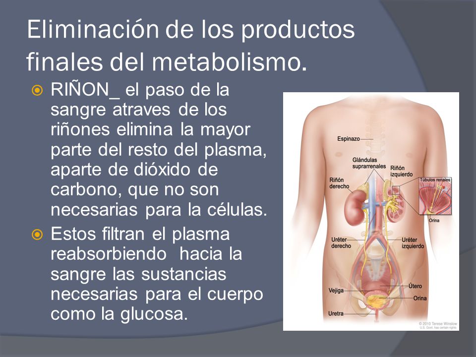 Eliminación de los productos finales del metabolismo.