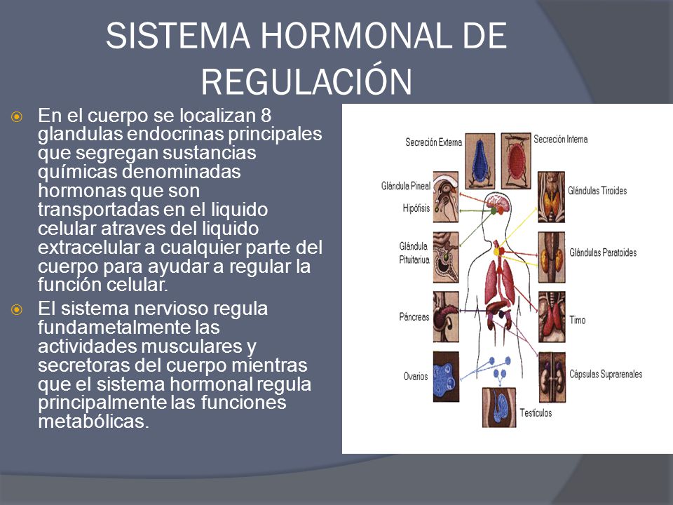 SISTEMA HORMONAL DE REGULACIÓN