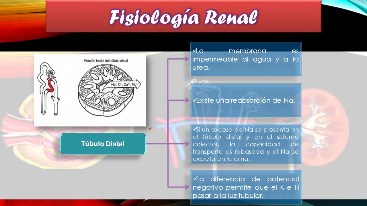 Fisiología Renal La membrana es impermeable al agua y a la urea.