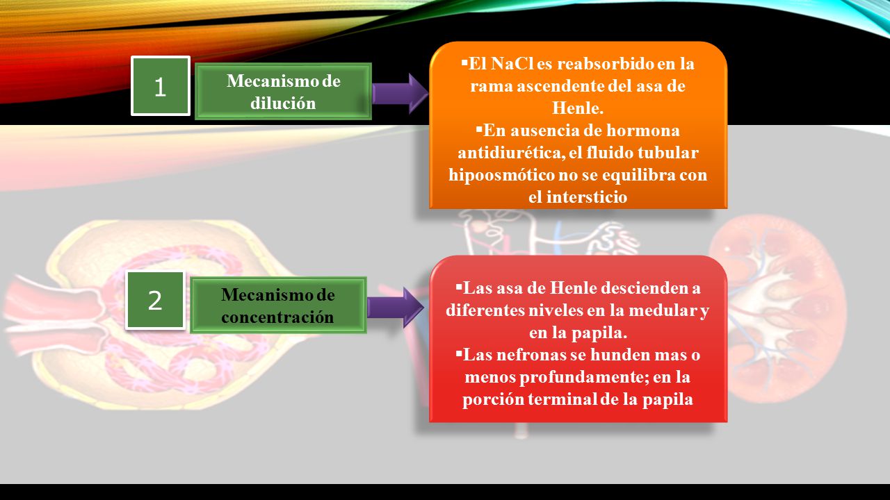 1 2 El NaCl es reabsorbido en la rama ascendente del asa de Henle.
