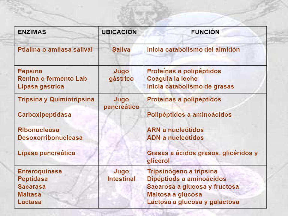 ENZIMAS UBICACIÓN. FUNCIÓN. Ptialina o amilasa salival. Saliva. Inicia catabolismo del almidón.