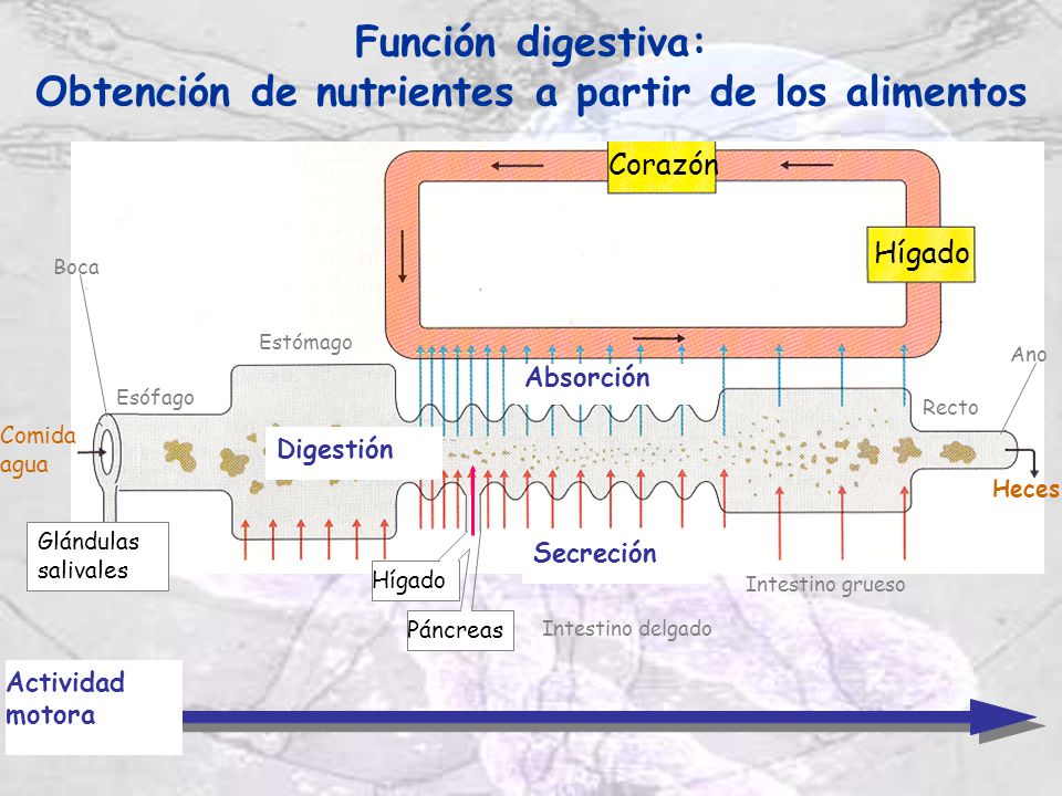 Función digestiva: Obtención de nutrientes a partir de los alimentos