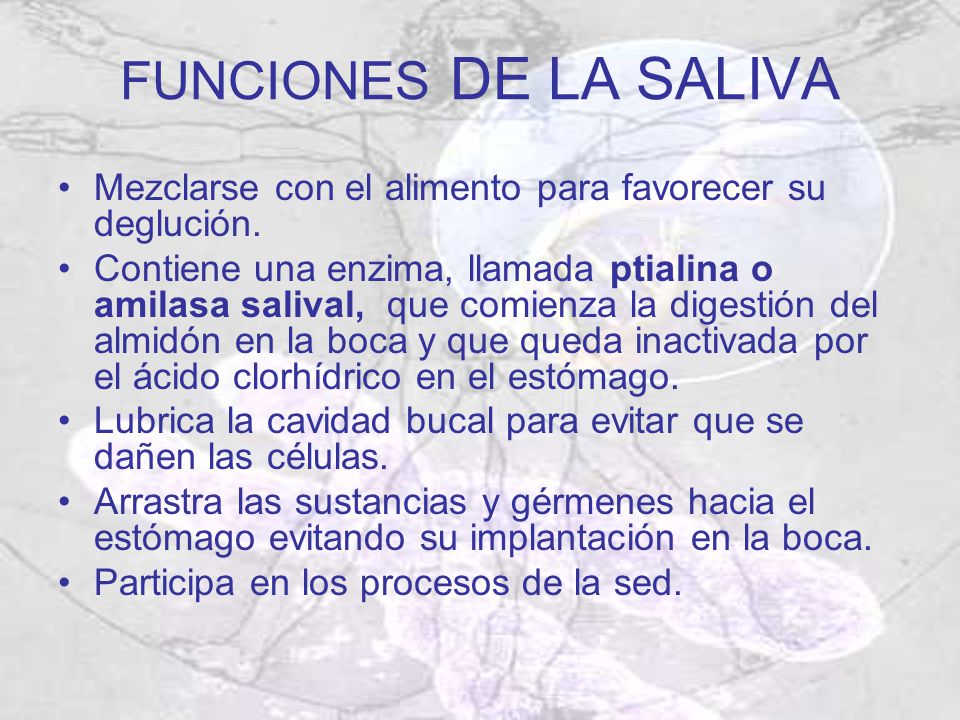 FUNCIONES DE LA SALIVA Mezclarse con el alimento para favorecer su deglución.