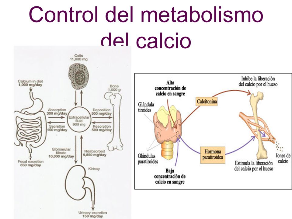 Control del metabolismo del calcio
