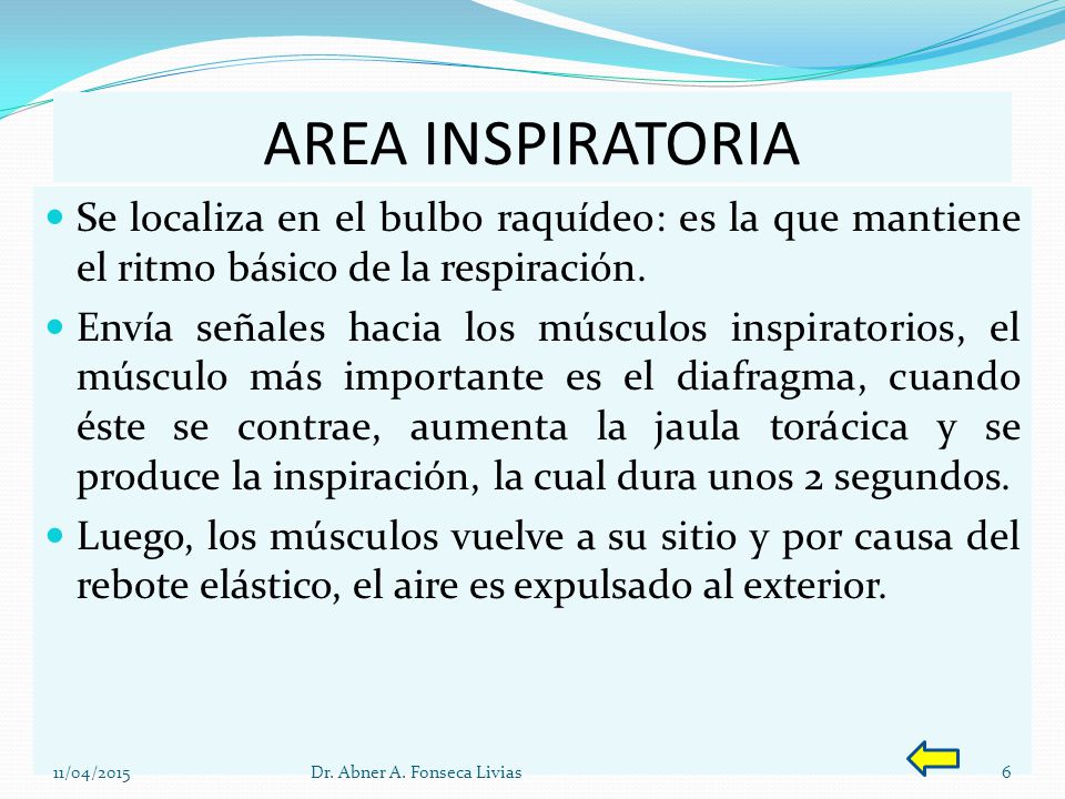 AREA INSPIRATORIA Se localiza en el bulbo raquídeo: es la que mantiene el ritmo básico de la respiración.