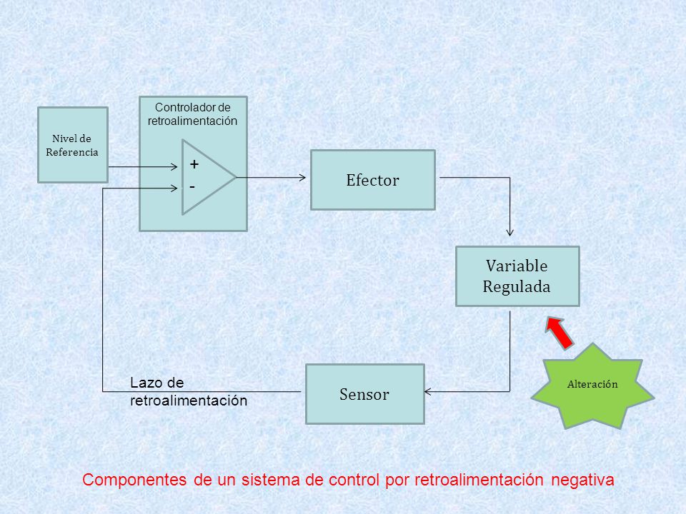 Componentes de un sistema de control por retroalimentación negativa