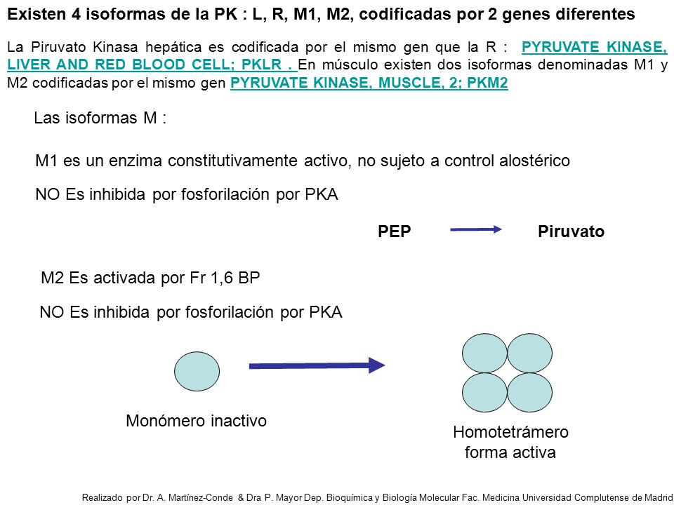 NO Es inhibida por fosforilación por PKA