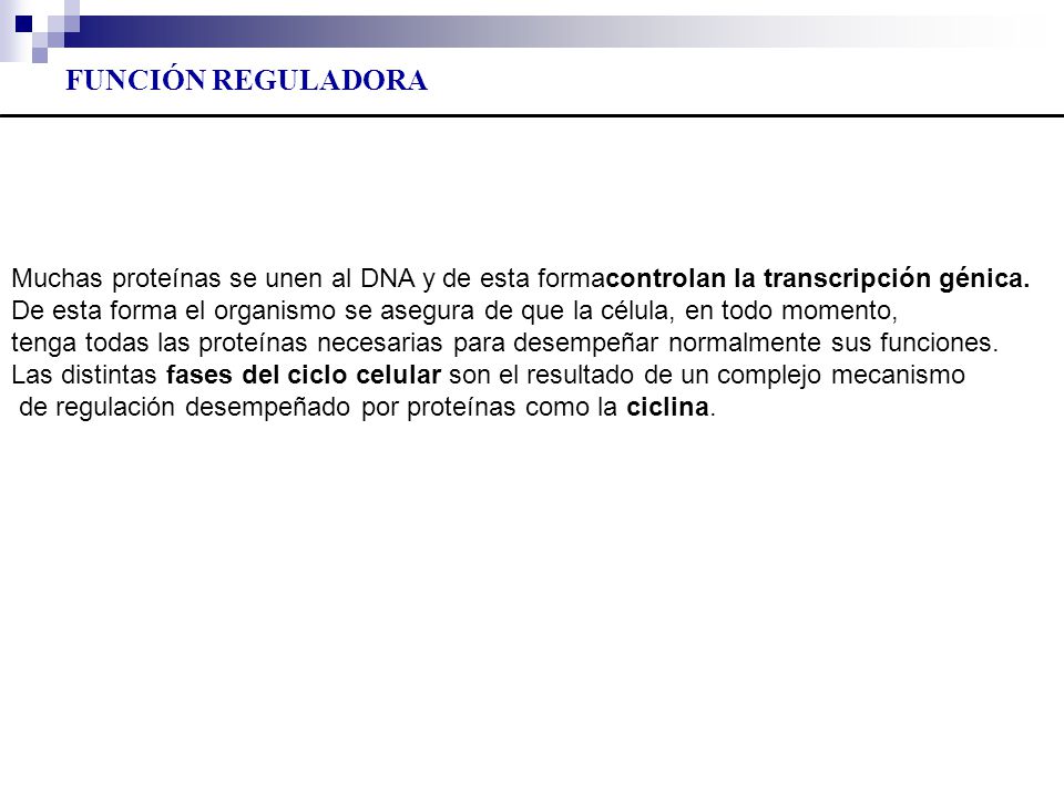 FUNCIÓN REGULADORA Muchas proteínas se unen al DNA y de esta formacontrolan la transcripción génica.
