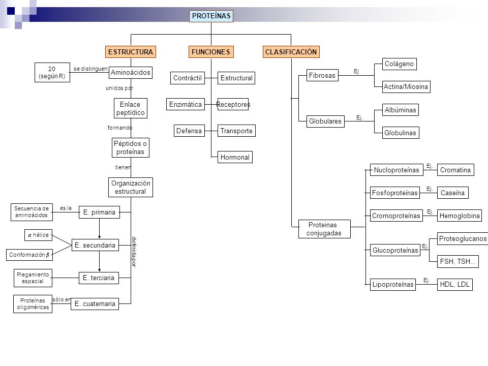 PROTEÍNAS ESTRUCTURA CLASIFICACIÓN FUNCIONES