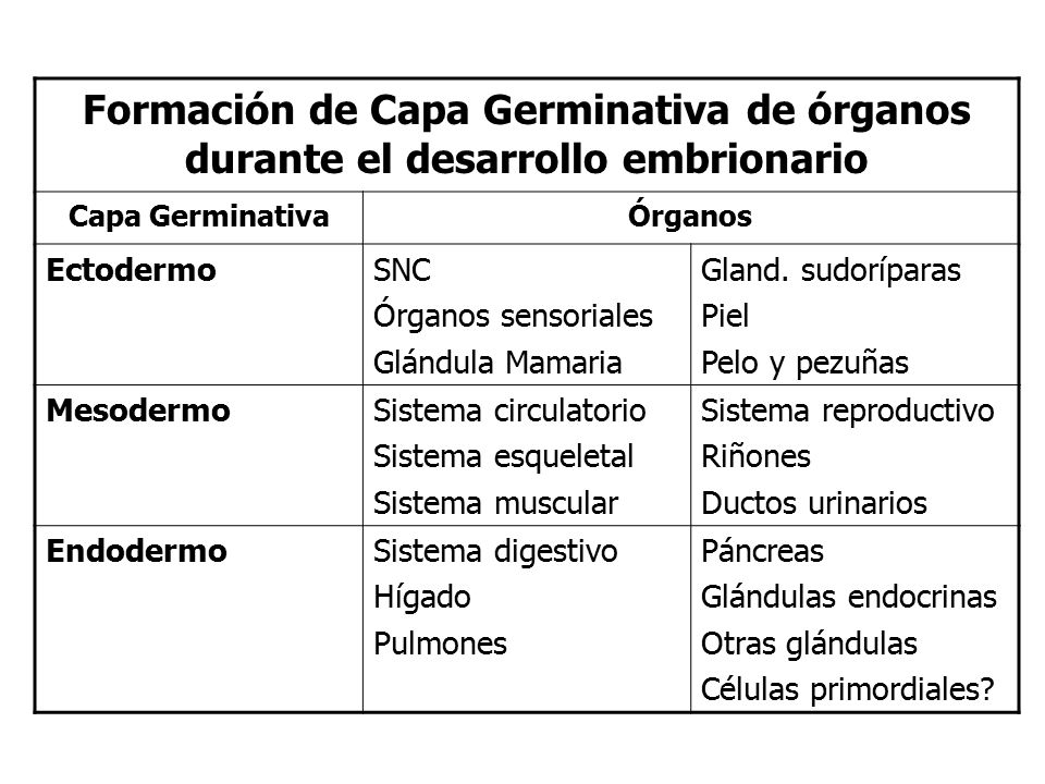 Formación de Capa Germinativa de órganos durante el desarrollo embrionario