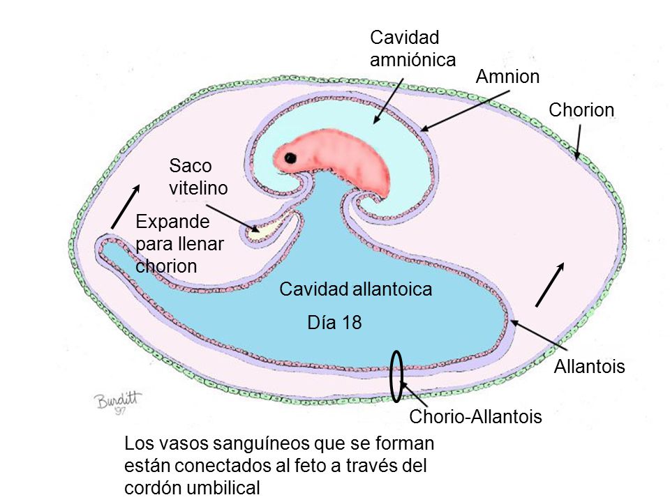 Cavidad amniónica. Amnion. Chorion. Saco. vitelino. Expande. para llenar. chorion. Cavidad allantoica.