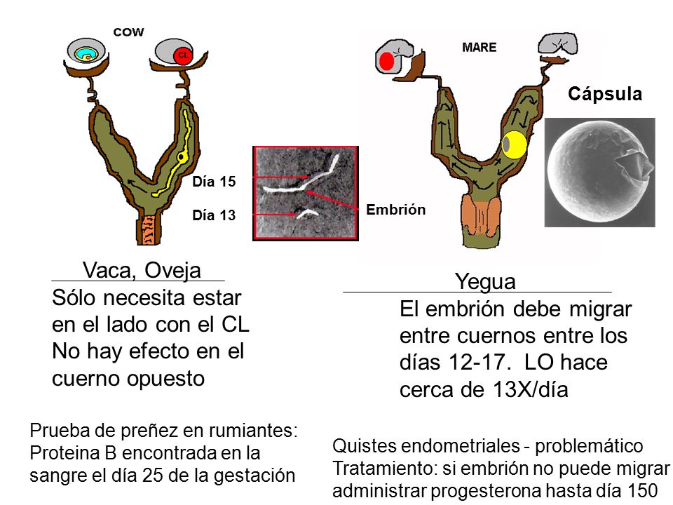 entre cuernos entre los días LO hace cerca de 13X/día
