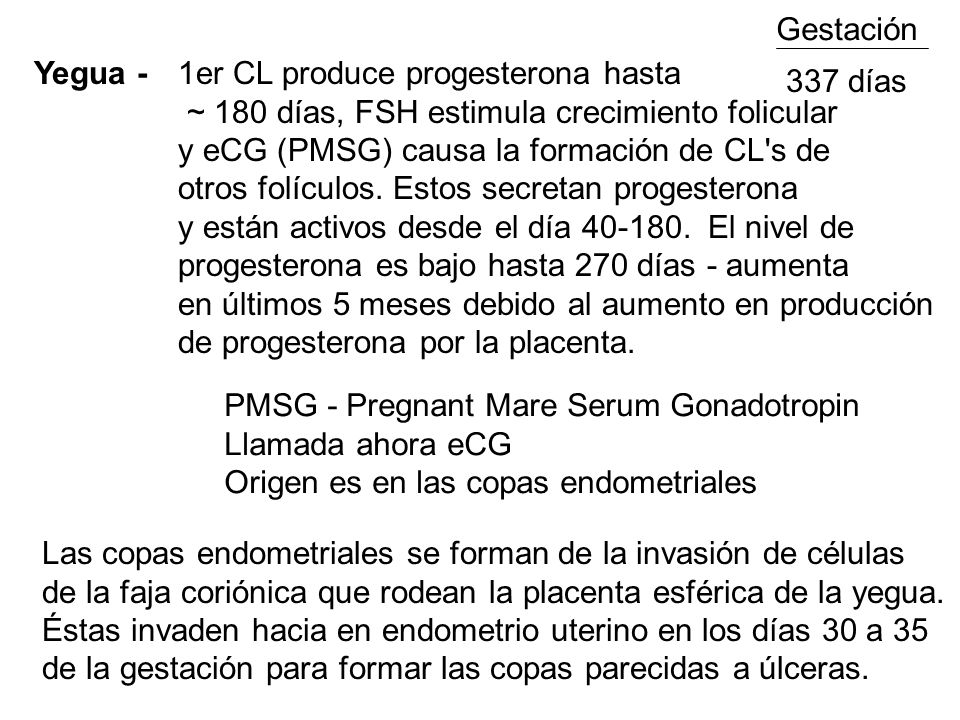 Gestación Yegua - 1er CL produce progesterona hasta. ~ 180 días, FSH estimula crecimiento folicular.