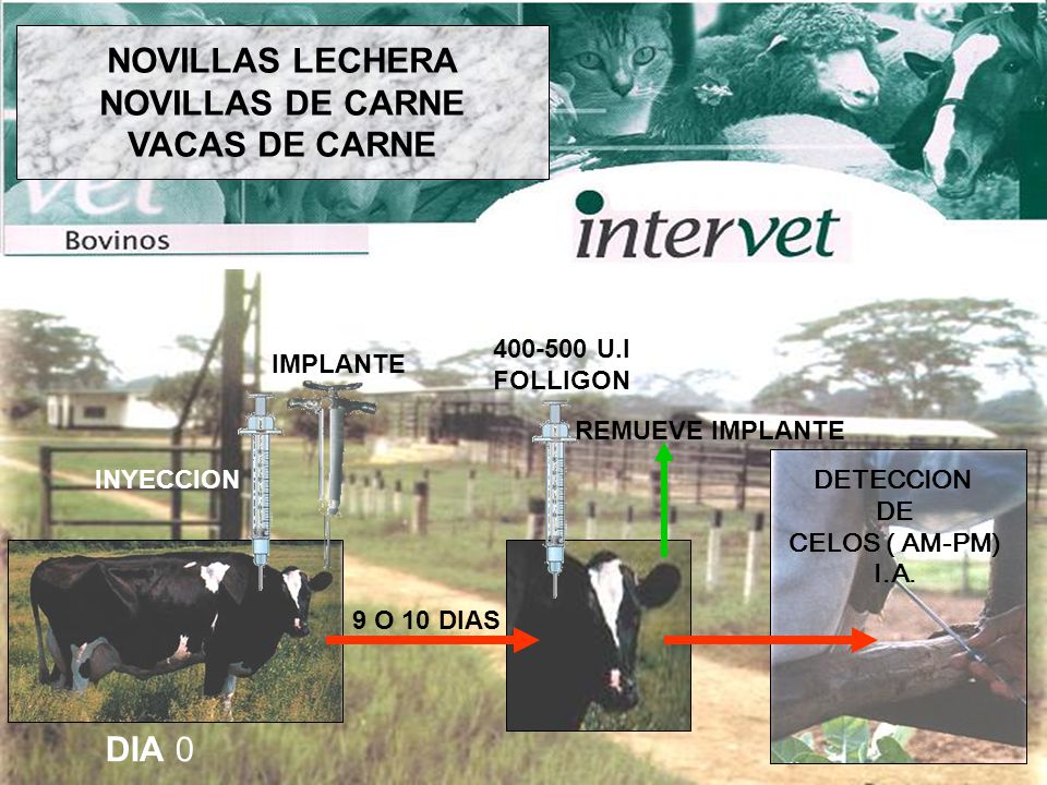 NOVILLAS LECHERA NOVILLAS DE CARNE VACAS DE CARNE