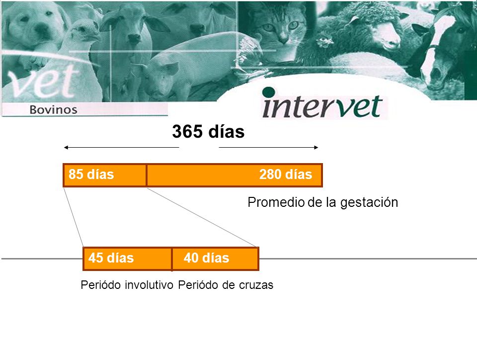 365 días 85 días 280 días Promedio de la gestación 45 días 40 días