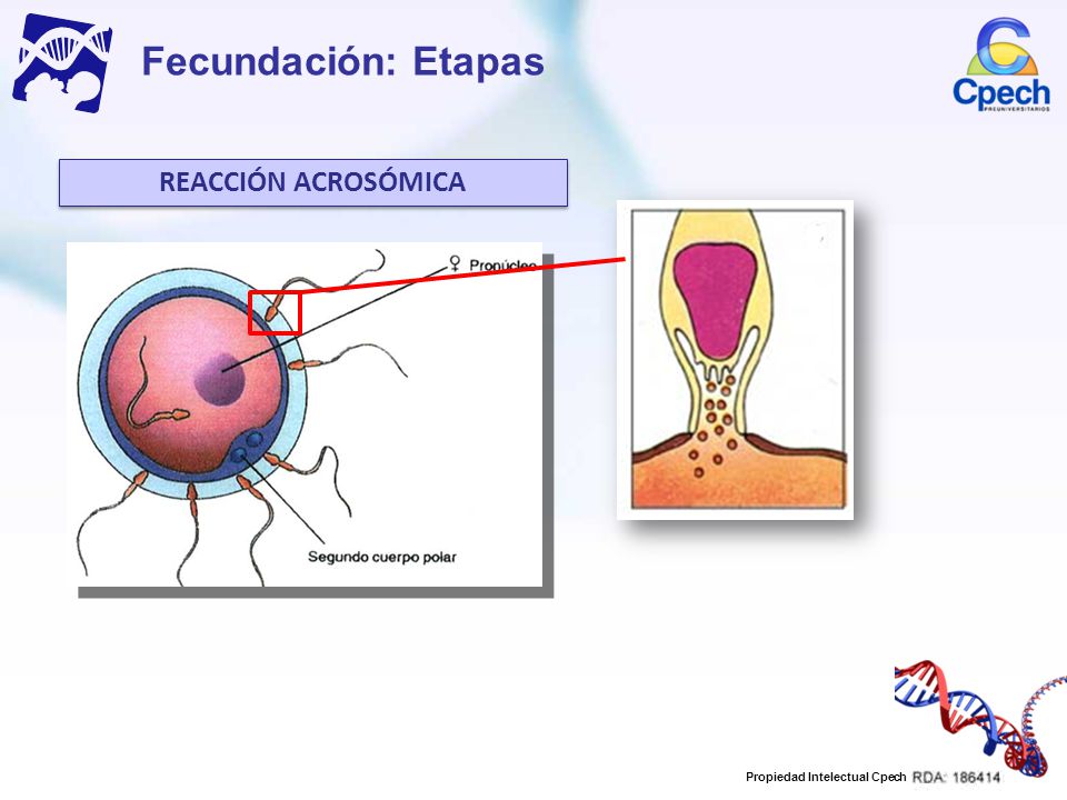 Fecundación: Etapas REACCIÓN ACROSÓMICA